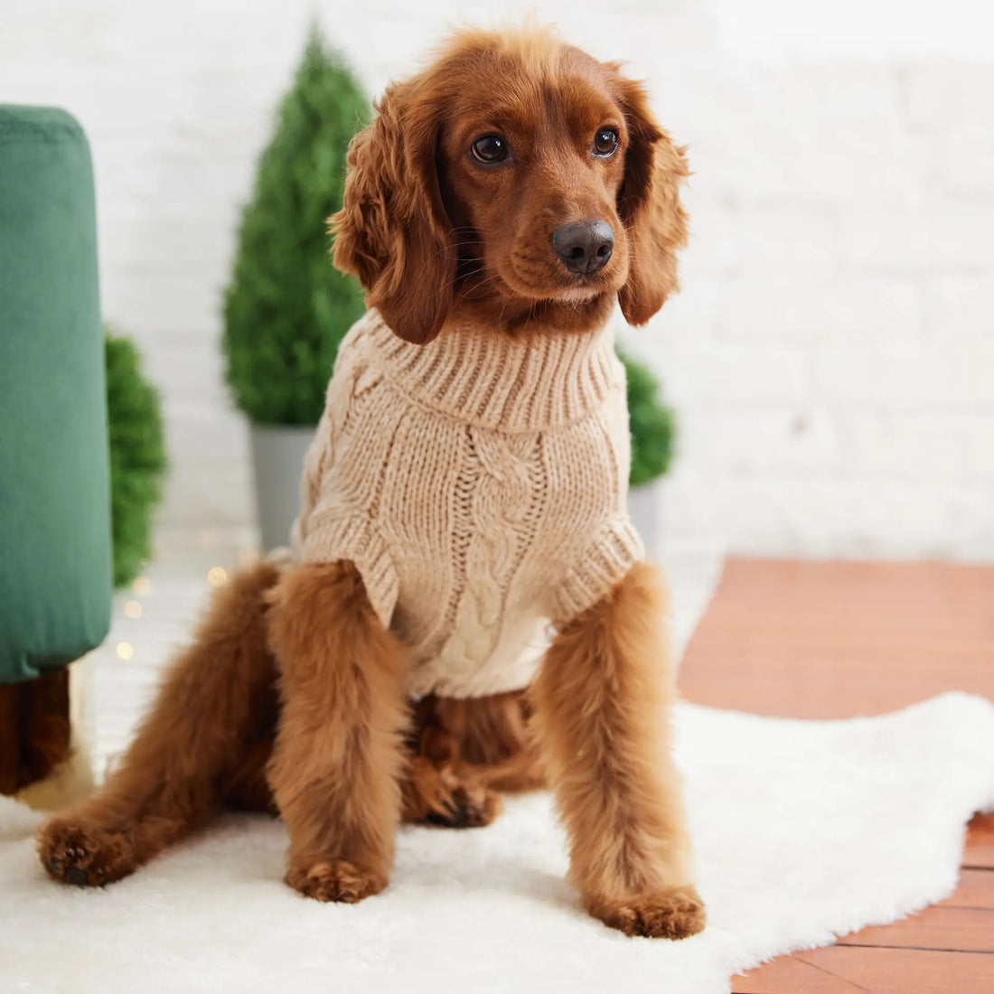 When Should You Put A Jacket On Your Dog? Cosy Pooch