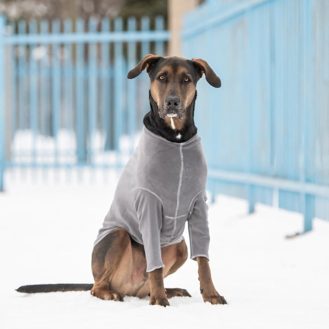 Are Dog Clothes Good For Dogs? Cosy Pooch