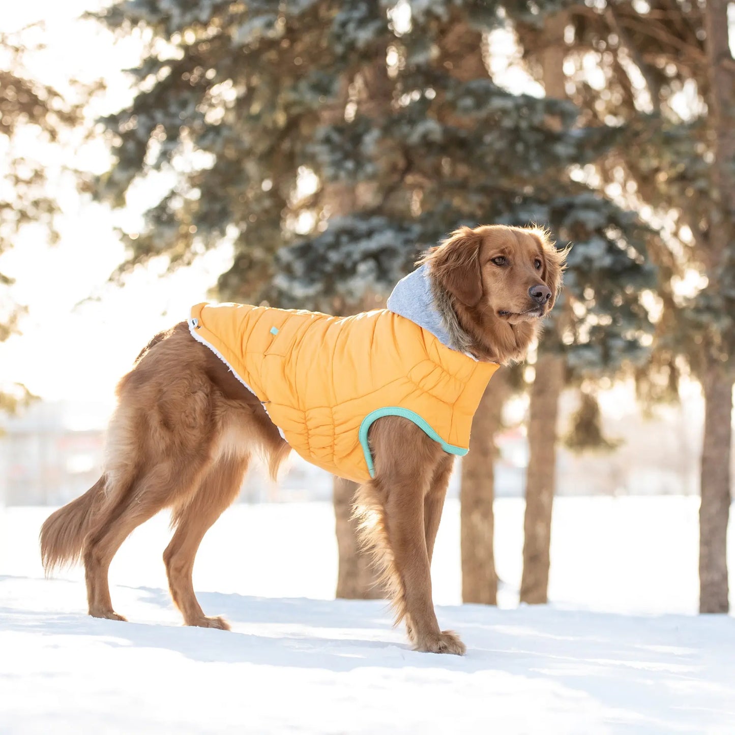 Cosy Pooch Winter Sailor Parka - Yellow