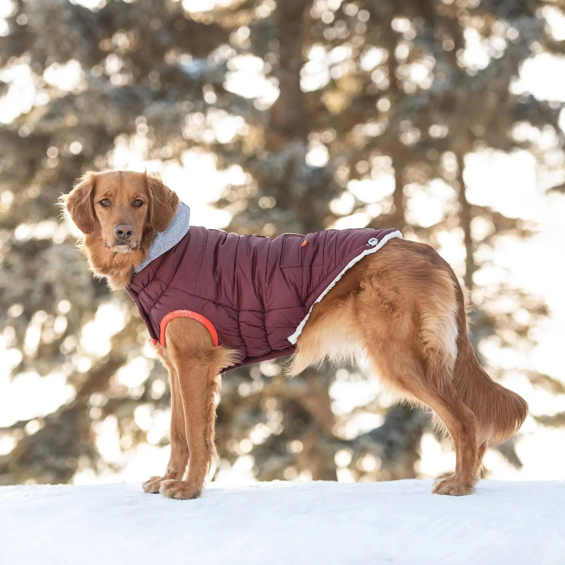 Cosy Pooch Winter Sailor Parka - Burgundy