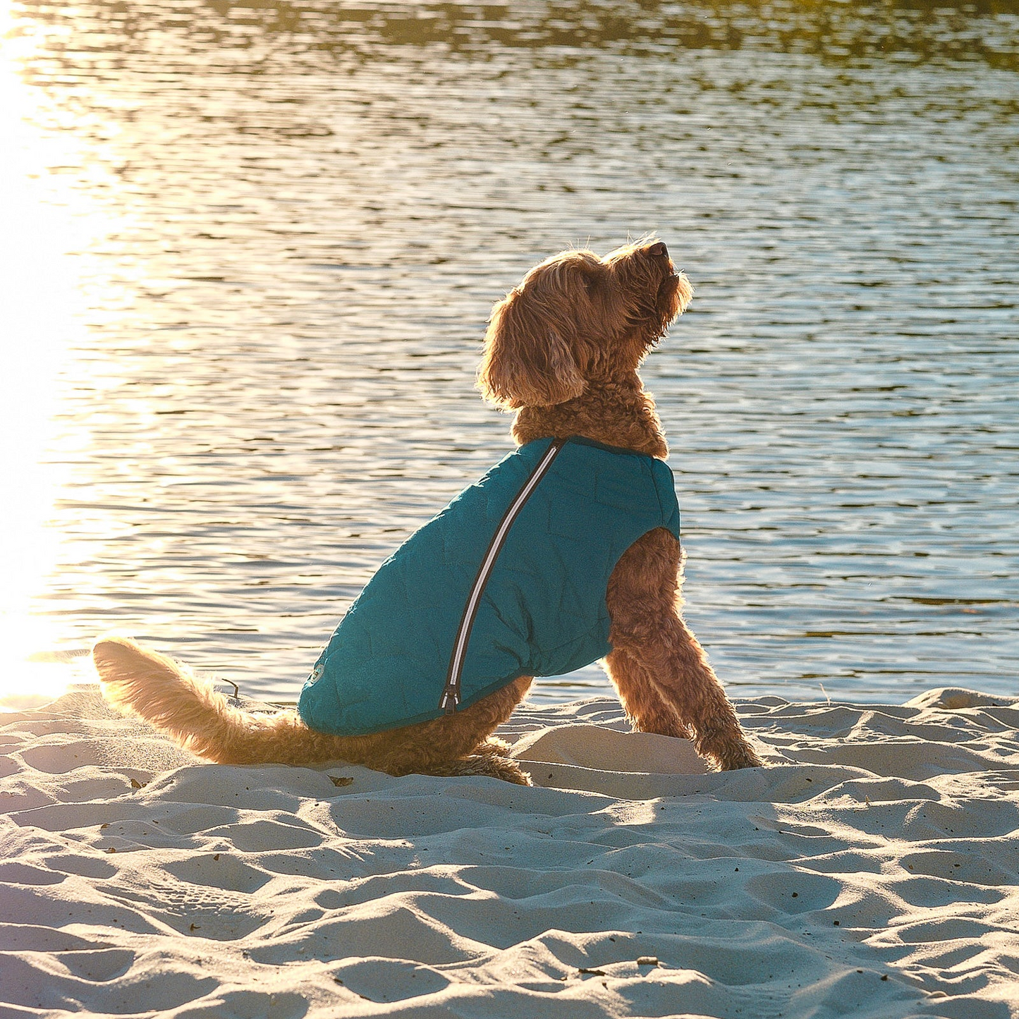 Eco-friendly dog jacket