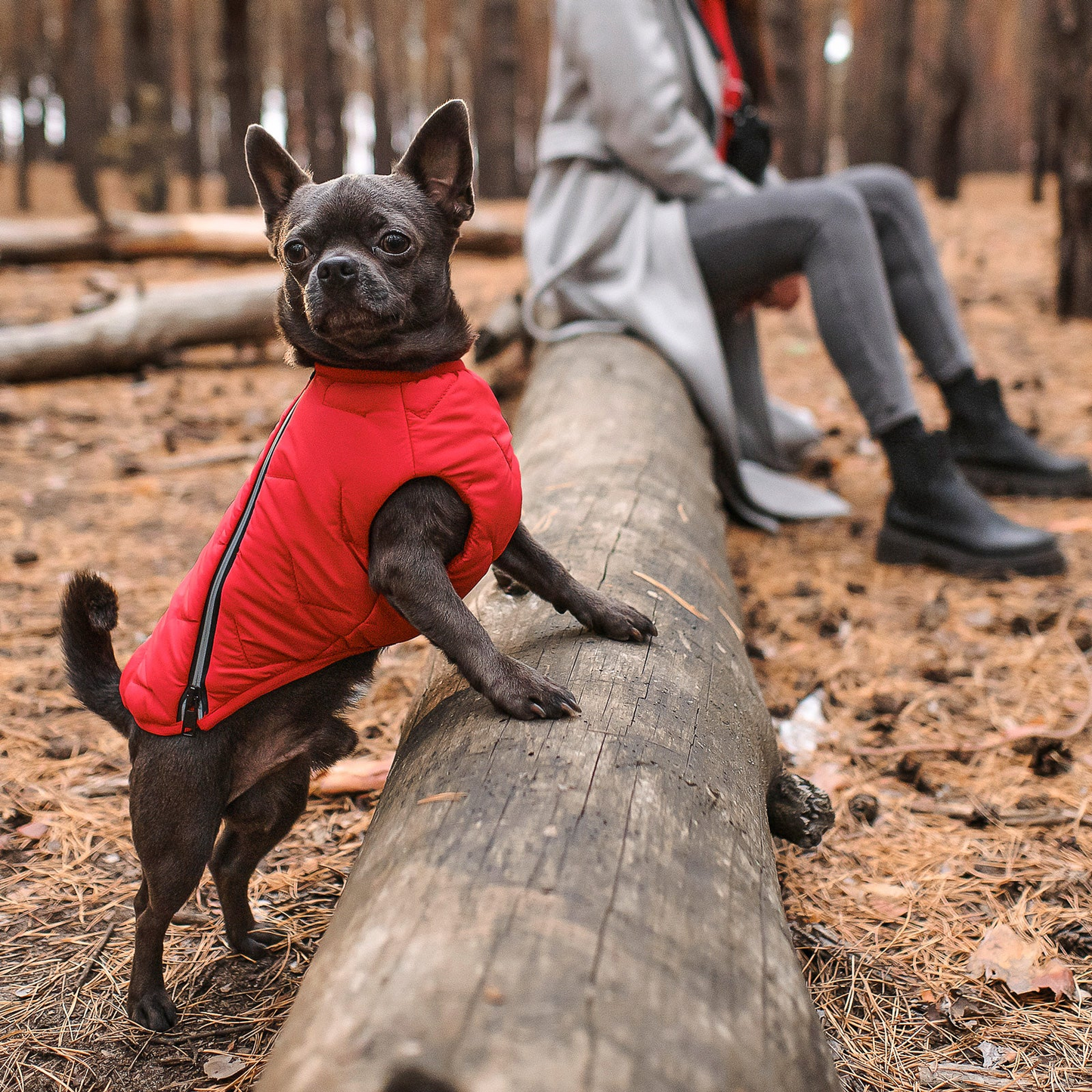 Eco-friendly dog jacket