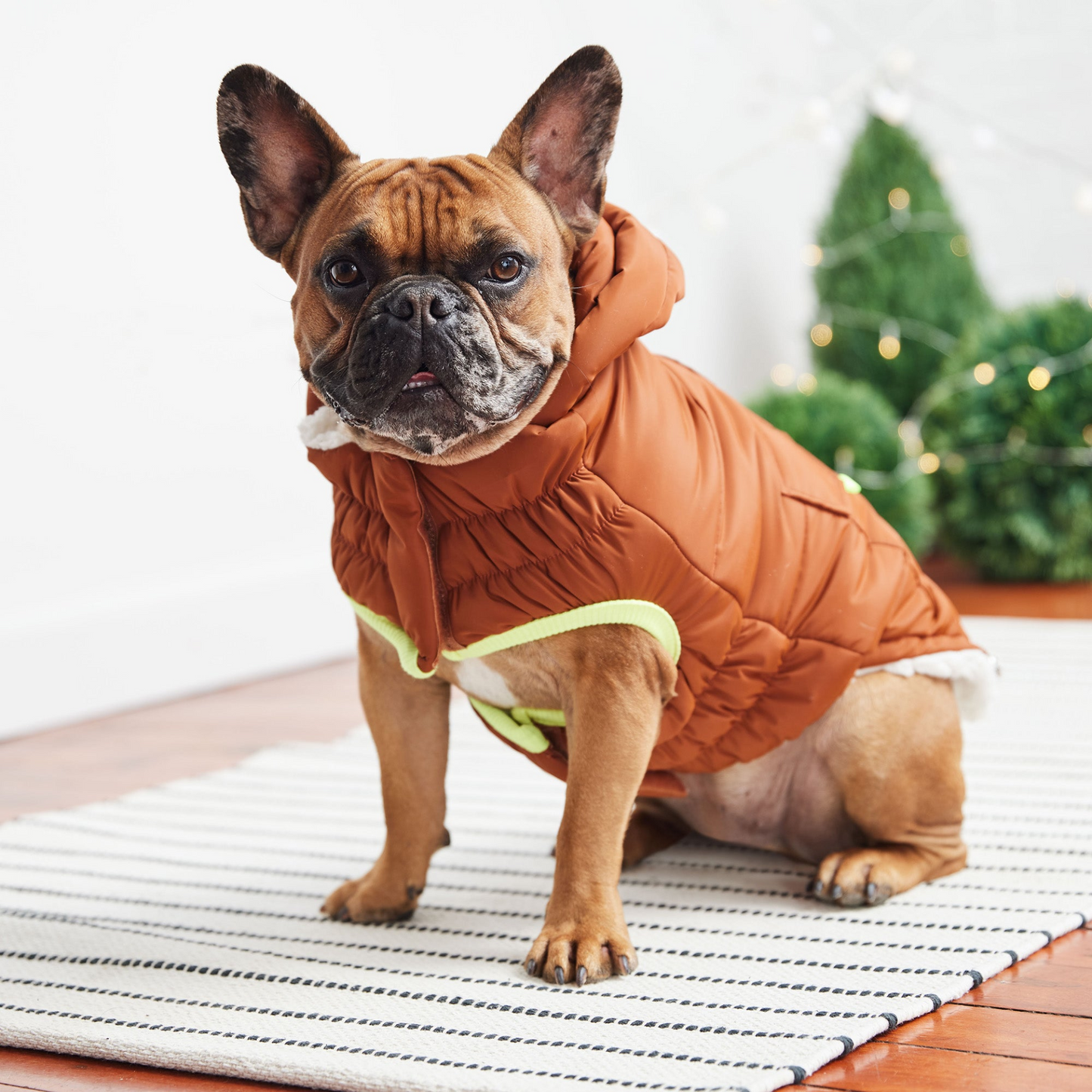 Super Puff Dog Parka - Hazel