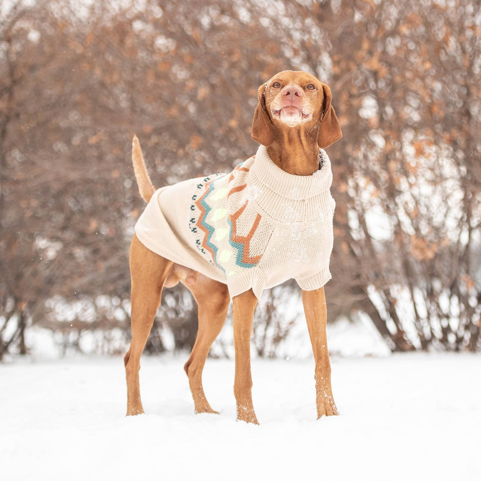 Cosy Pooch Heritage Sweater - Sand