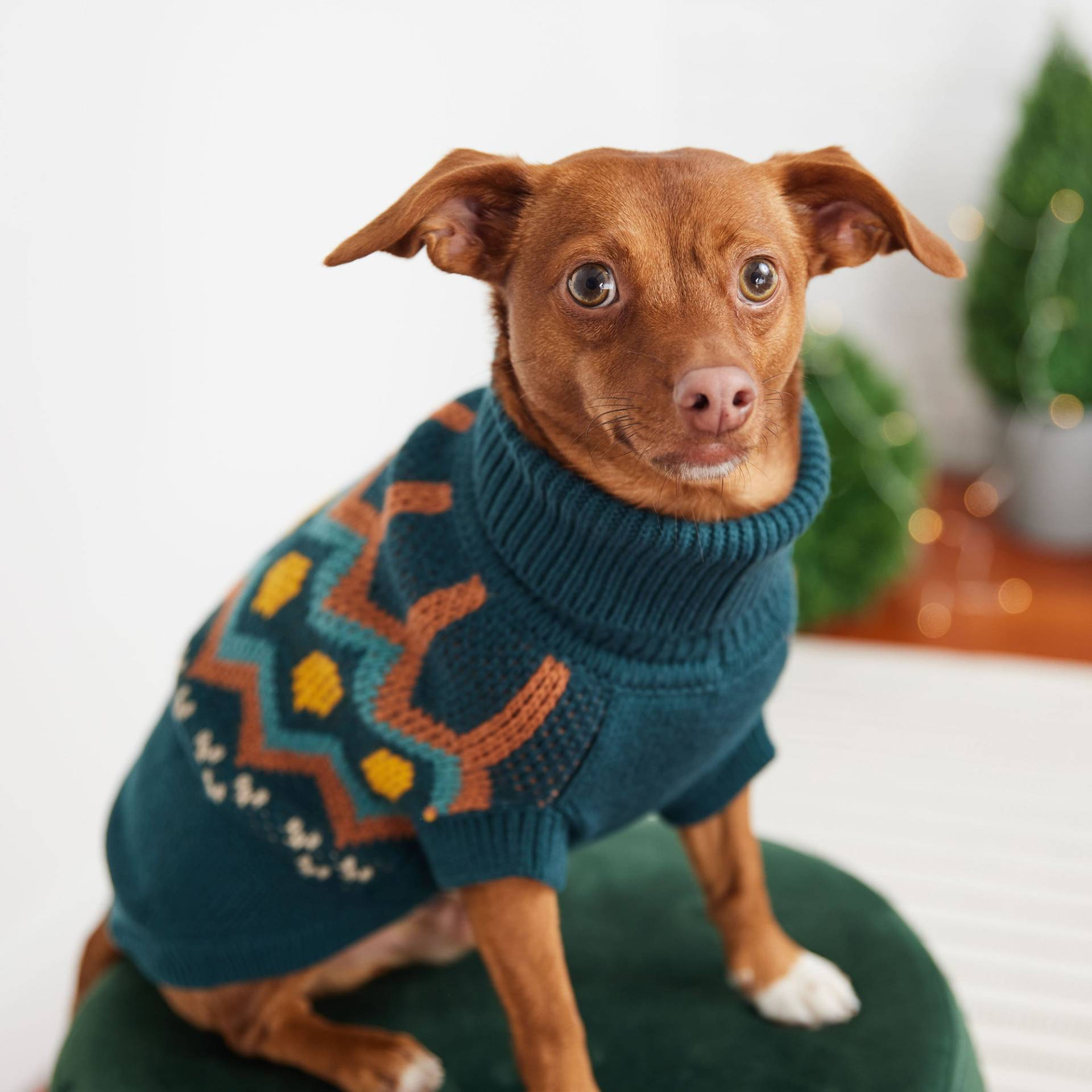 Cosy Pooch Heritage Sweater - Teal