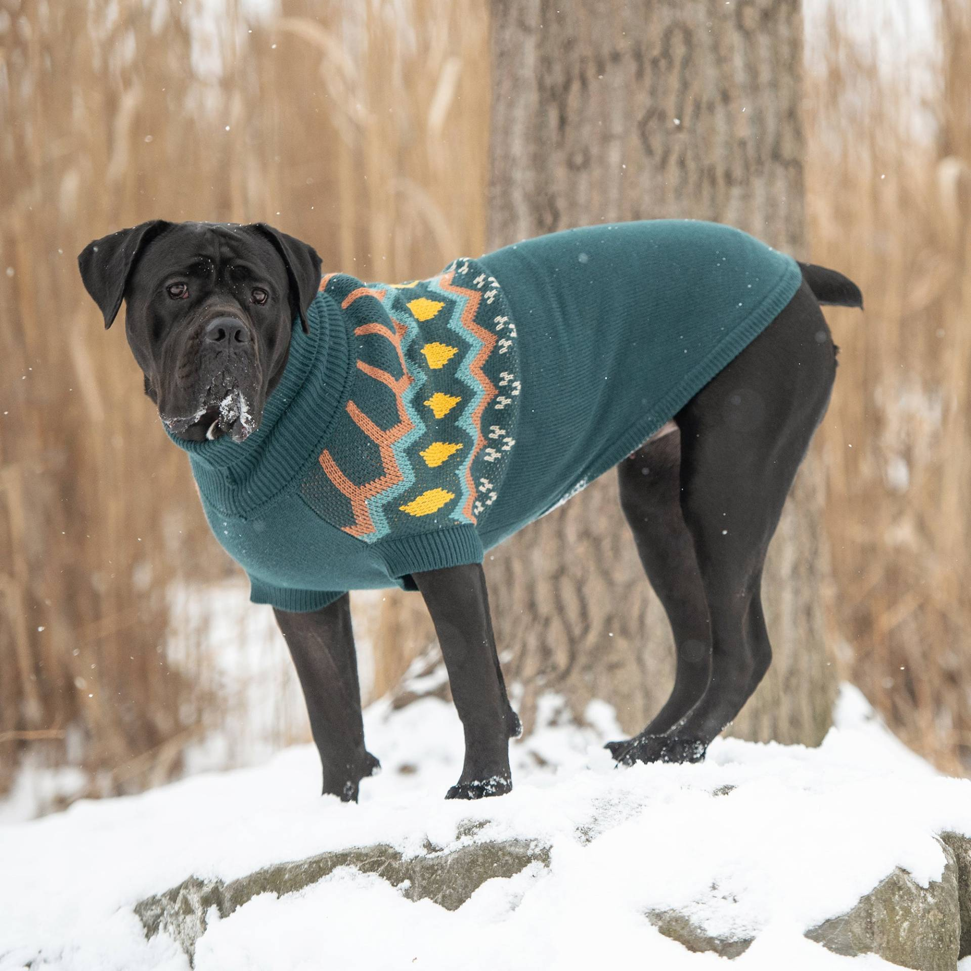 Cosy Pooch Heritage Sweater - Teal