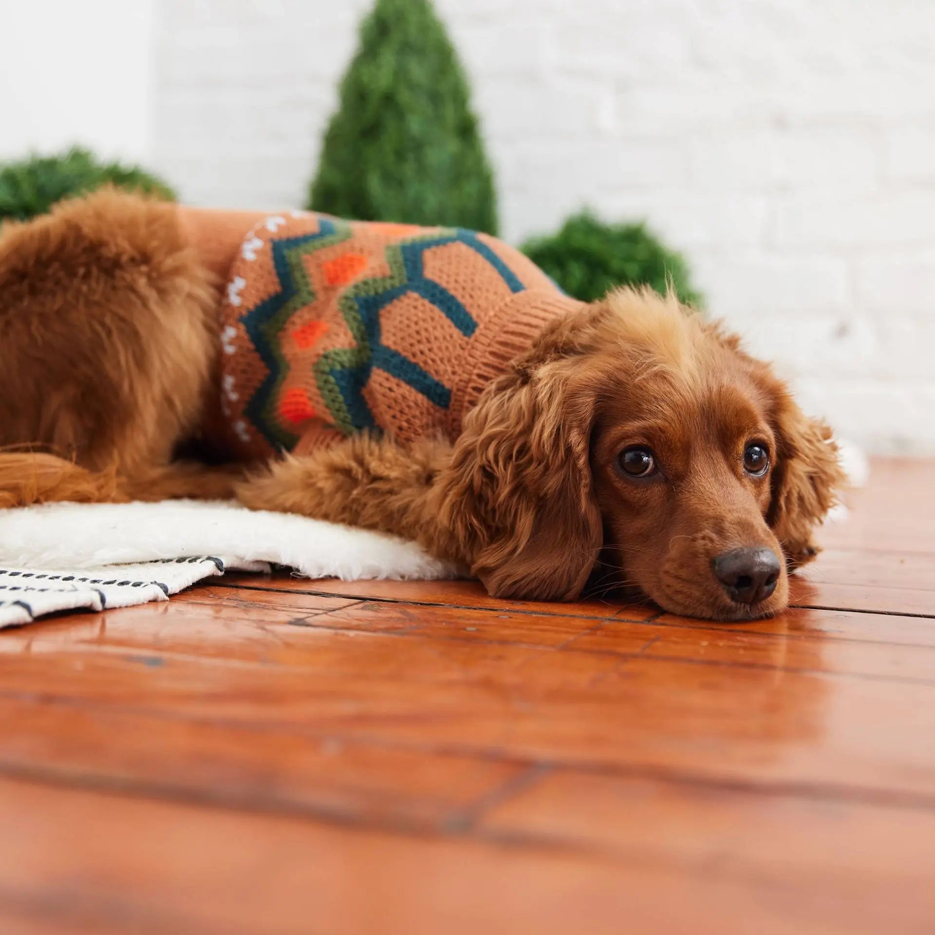 dog lying on a mat wearing a knitted sweater 