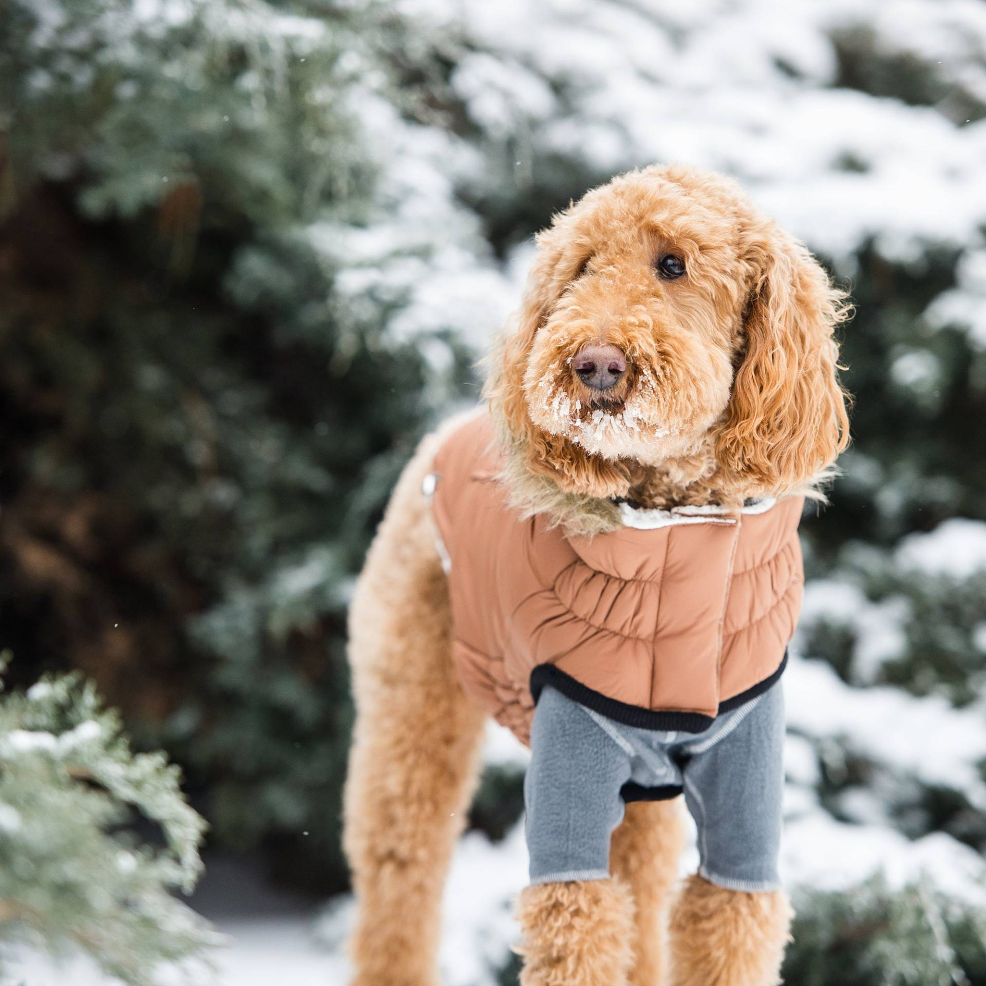 Cosy Pooch Urban Parka - Caramel