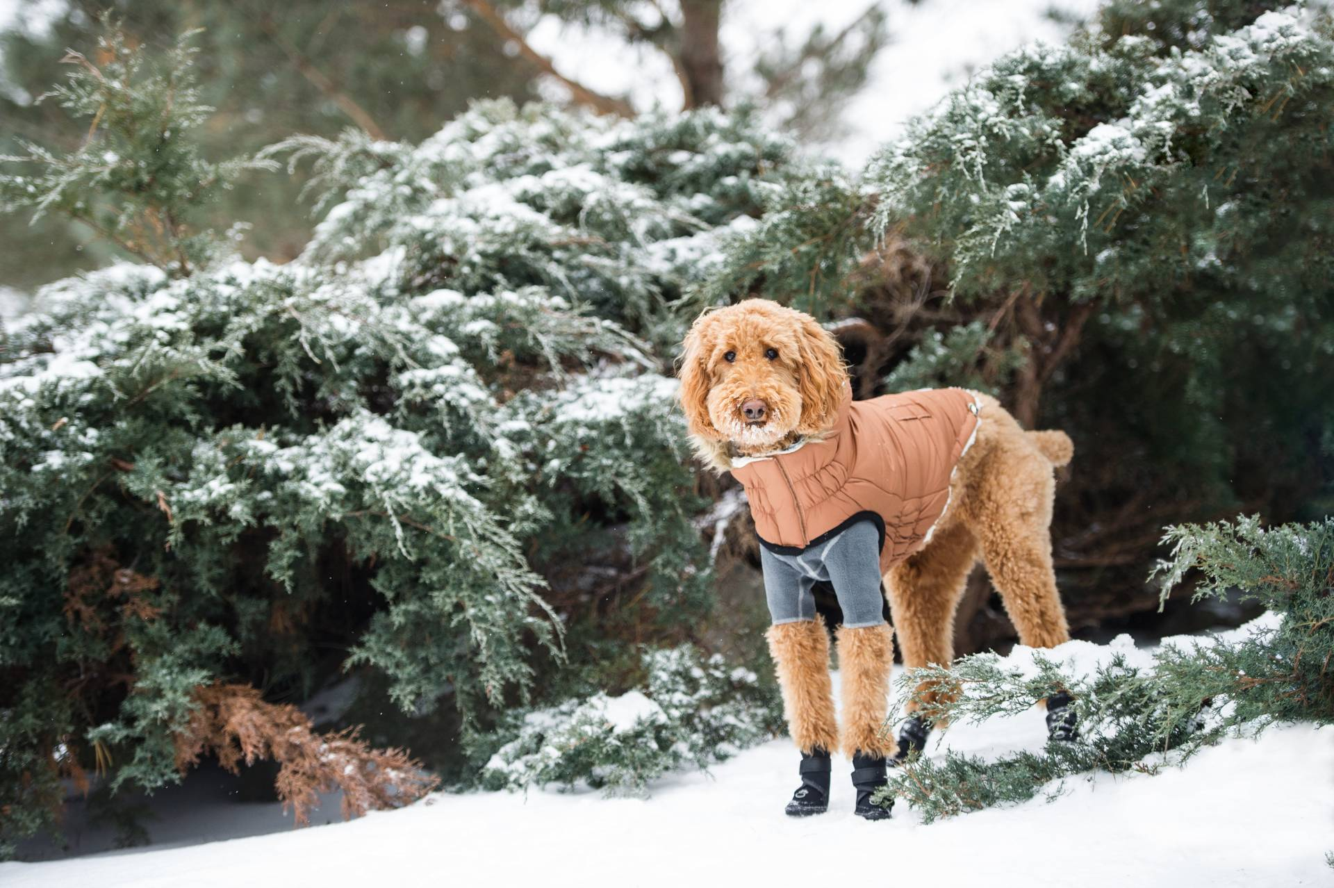 Cosy Pooch Urban Parka - Caramel