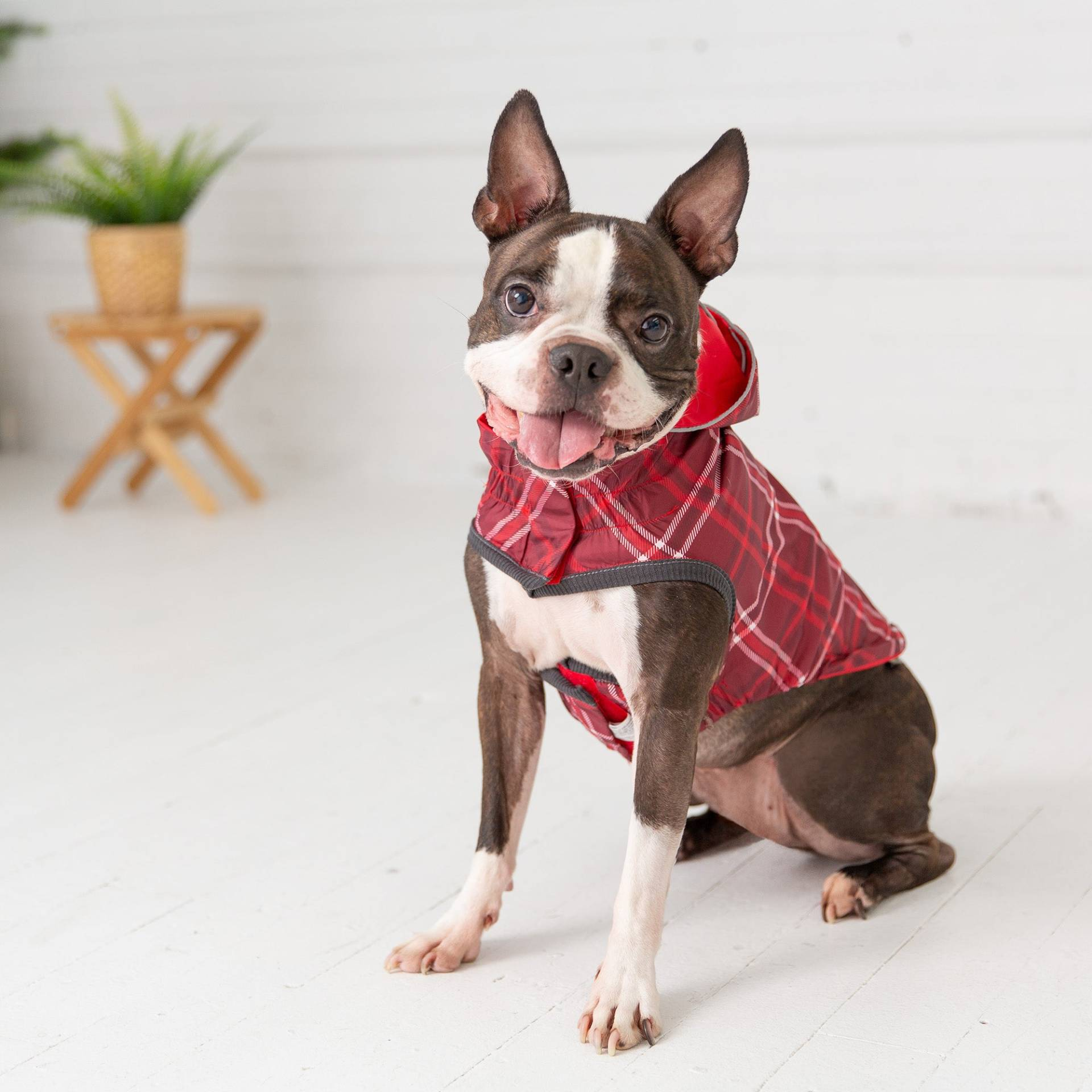 Cosy Pooch Reversible Elasto-Fit Raincoat - Red