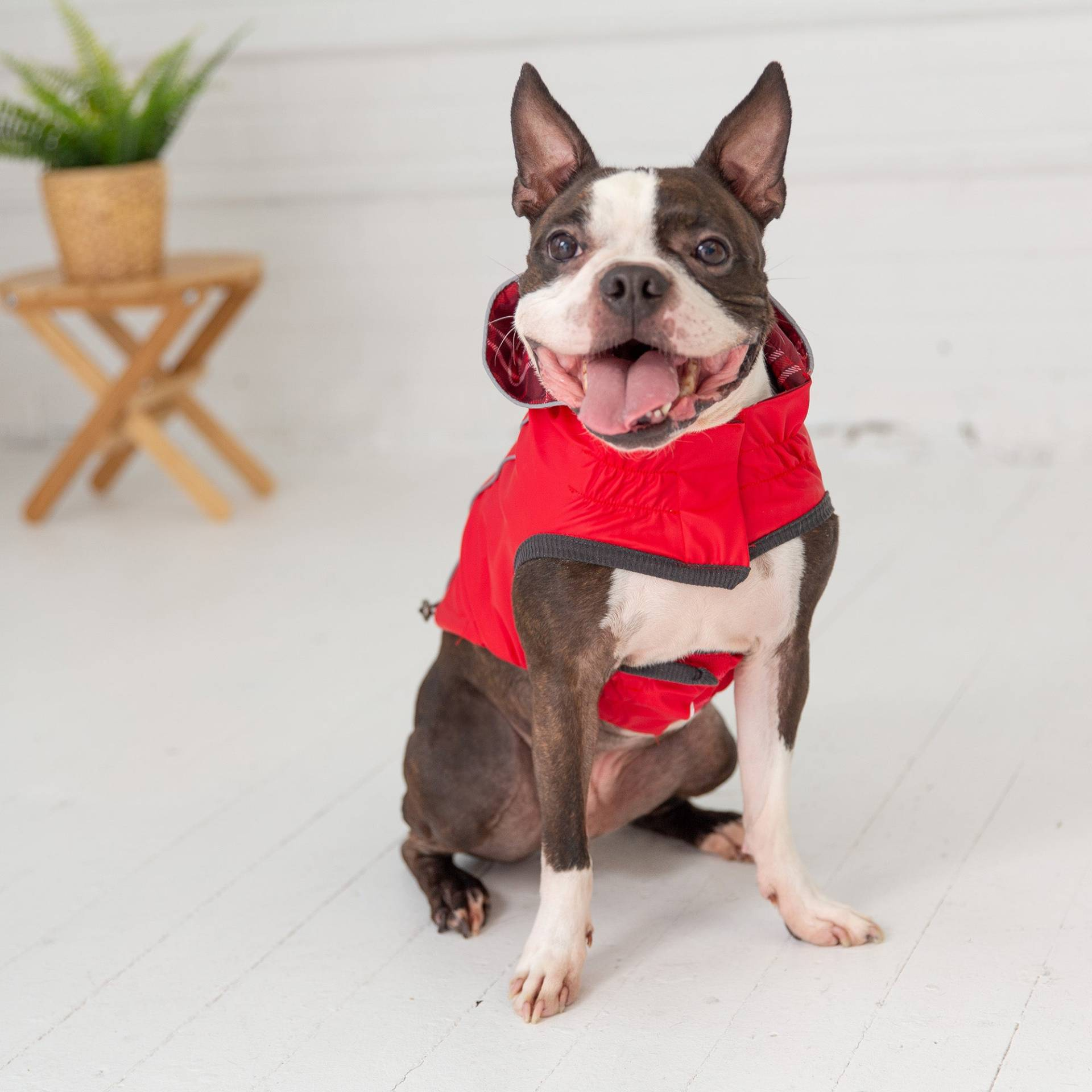 Cosy Pooch Reversible Elasto-Fit Raincoat - Red