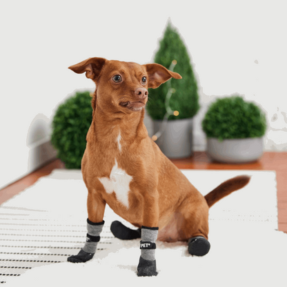 dog rain boots