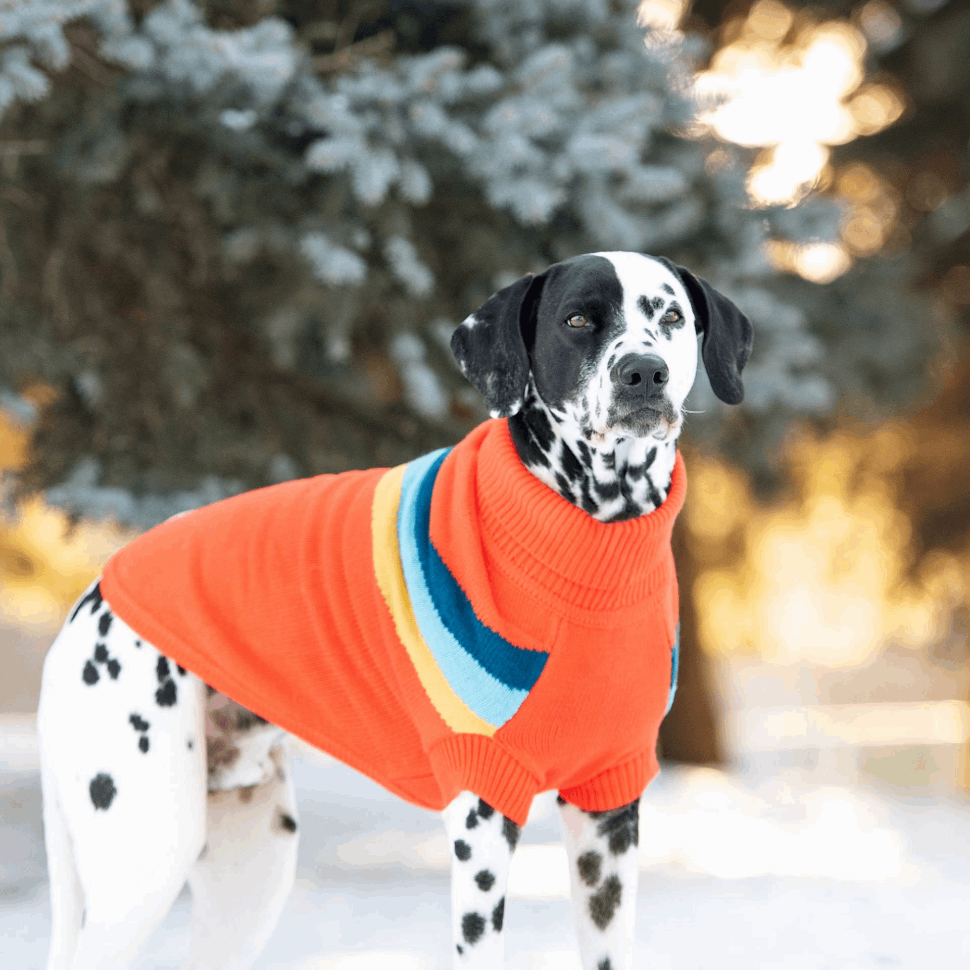 Dog sweater