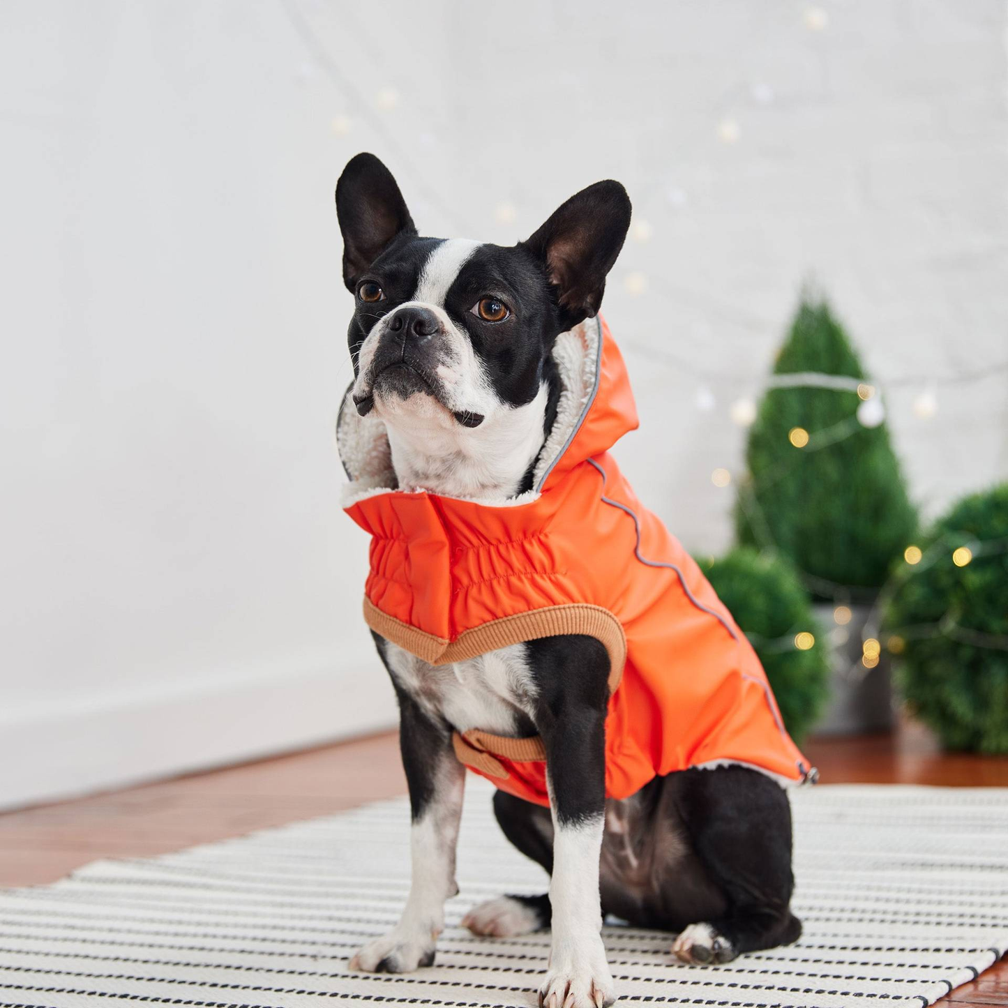 dog wearing a bright orange waterproof raincoat with a hood
