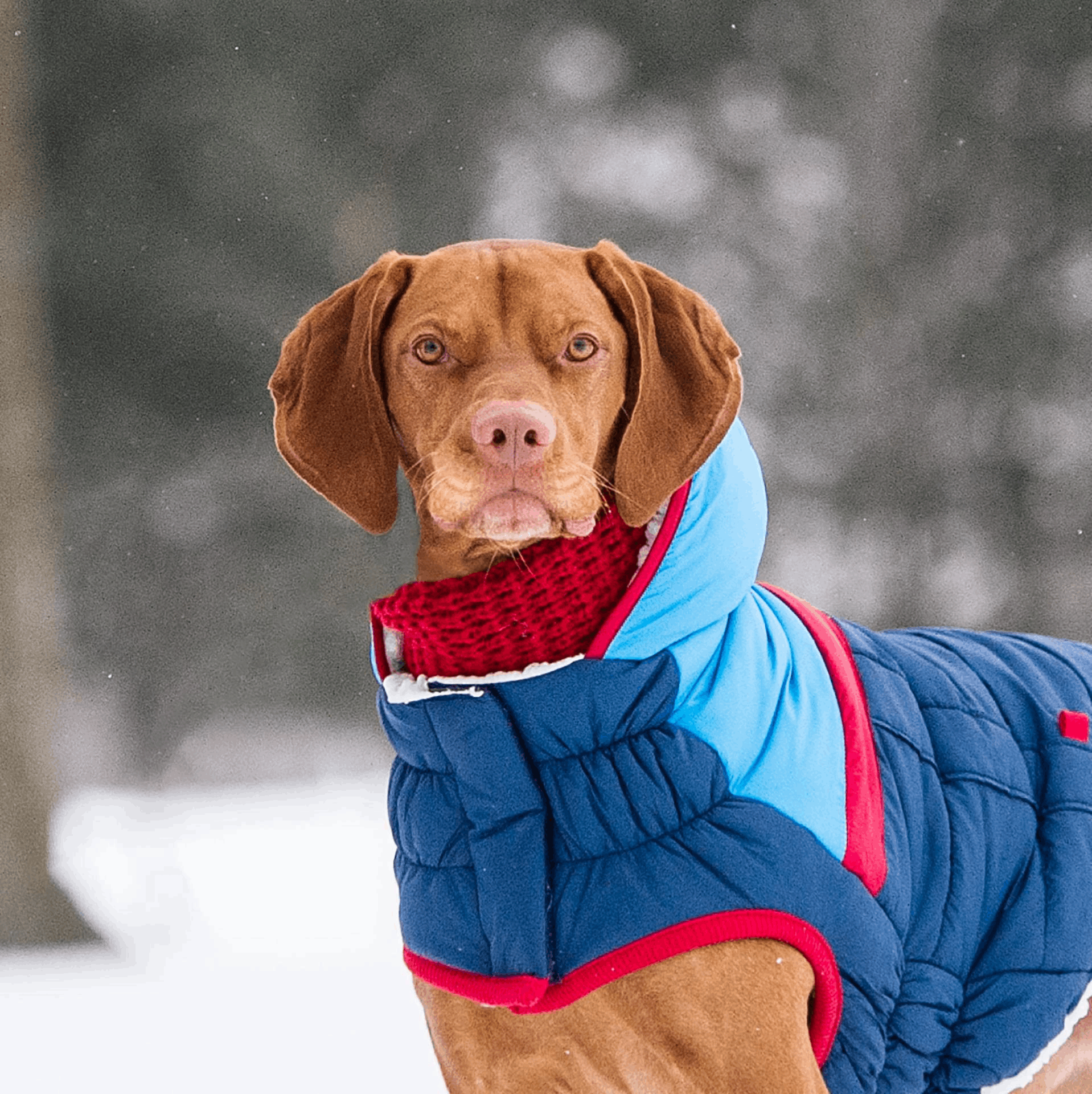 Dog Scarf