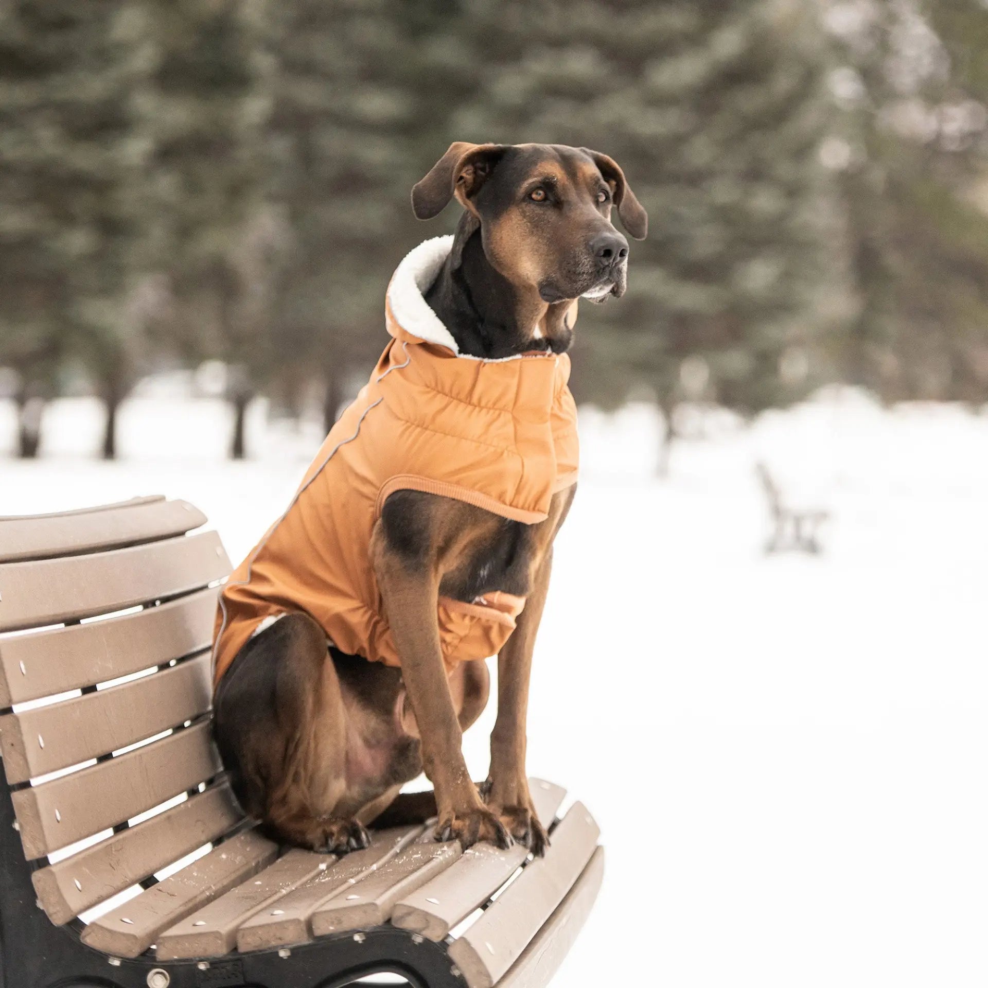 Cosy Pooch Insulated Raincoat - Hazel