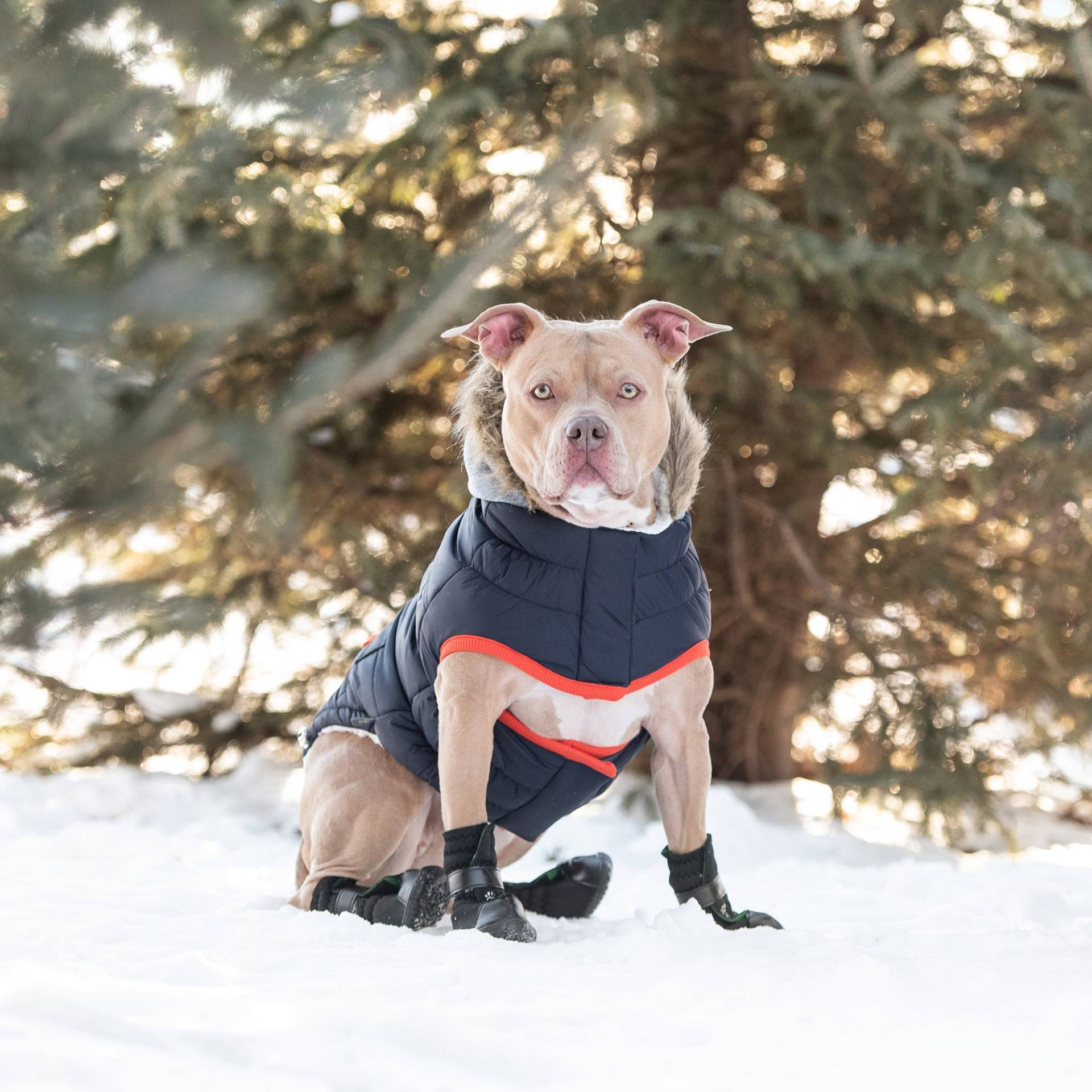 Cosy Pooch Winter Sailor Parka - Navy