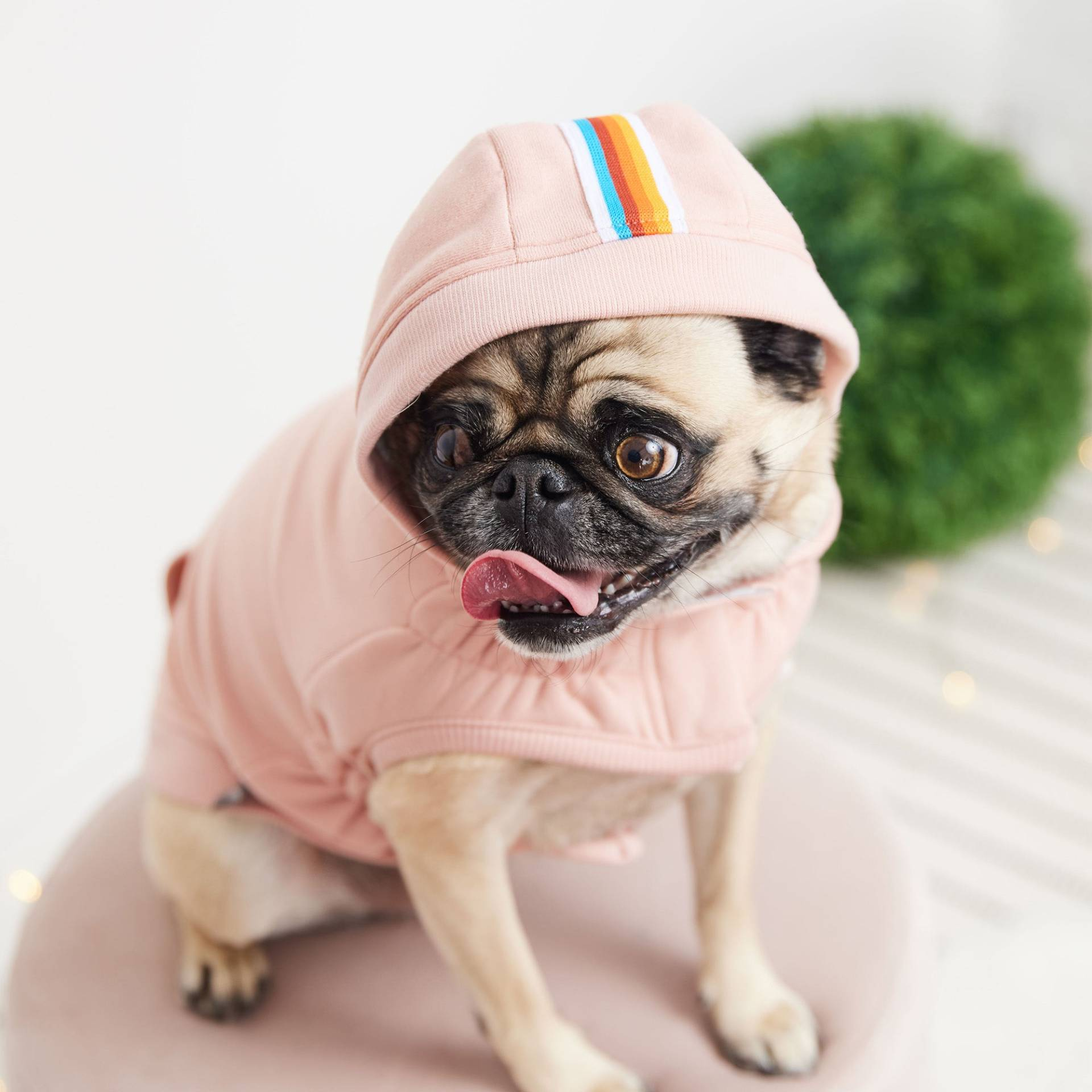 Cosy Pooch Urban Hoodie - Pink