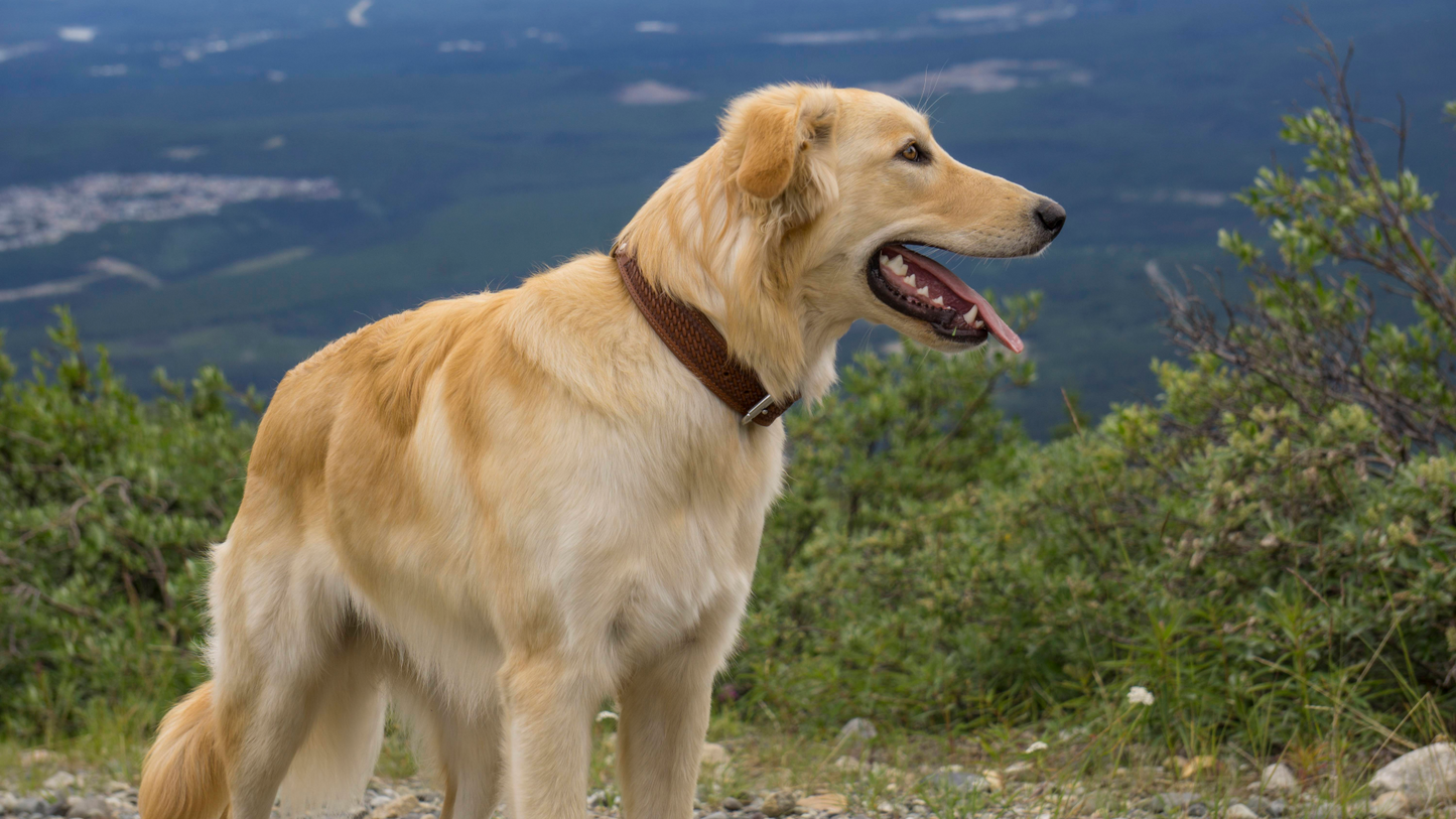 Leather Dog Collar 