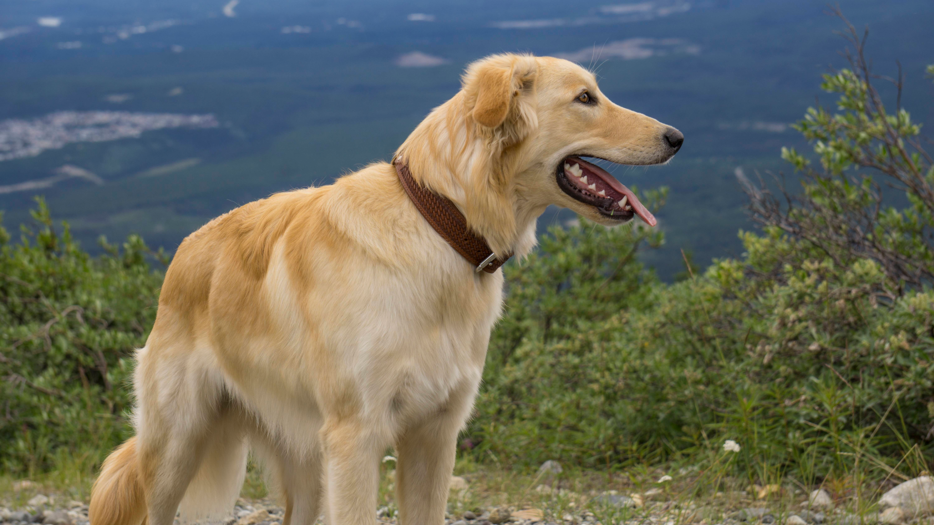 Leather Dog Collar 