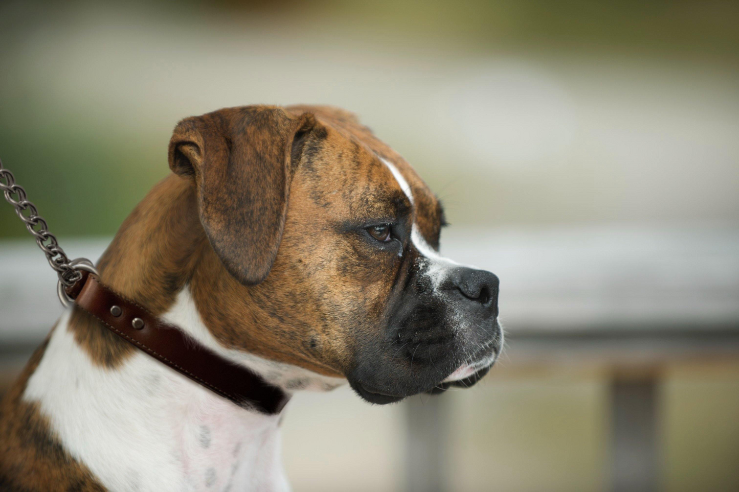 Martingale Collar for dogs