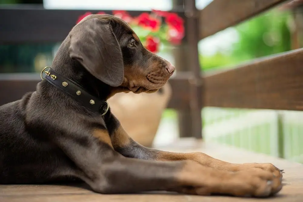 Spiked dog collar