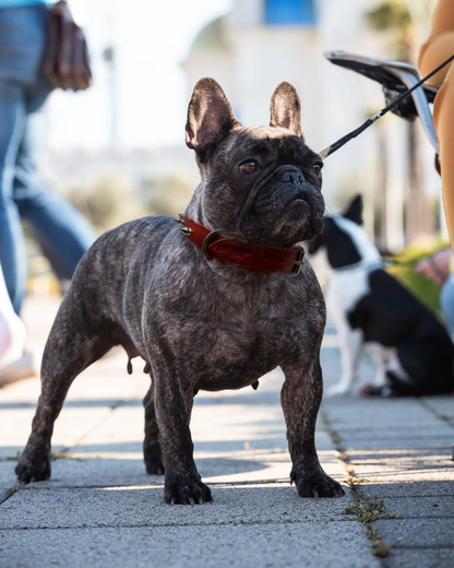 dog collar with spikes