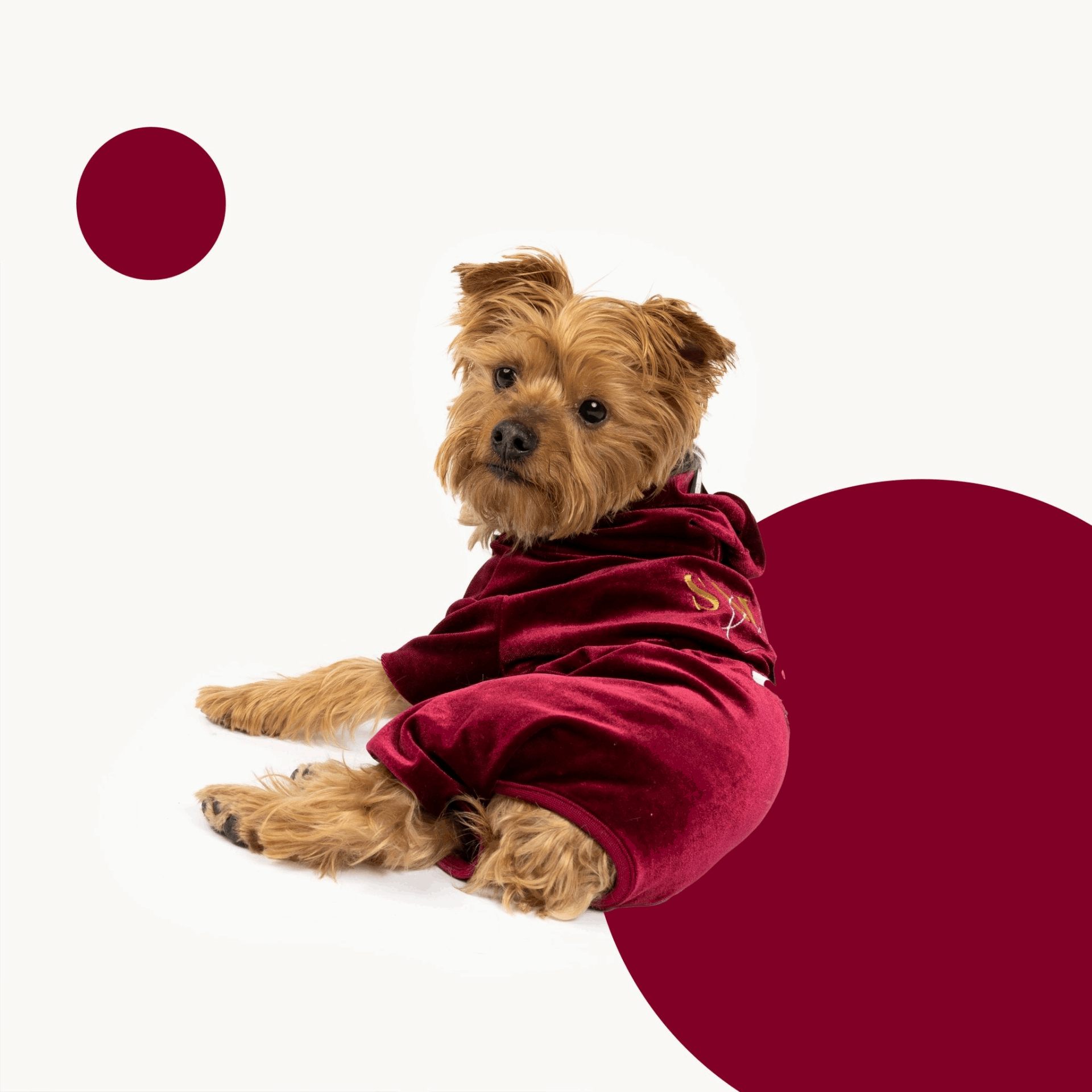 Coco Velour dog pajamas - Wine