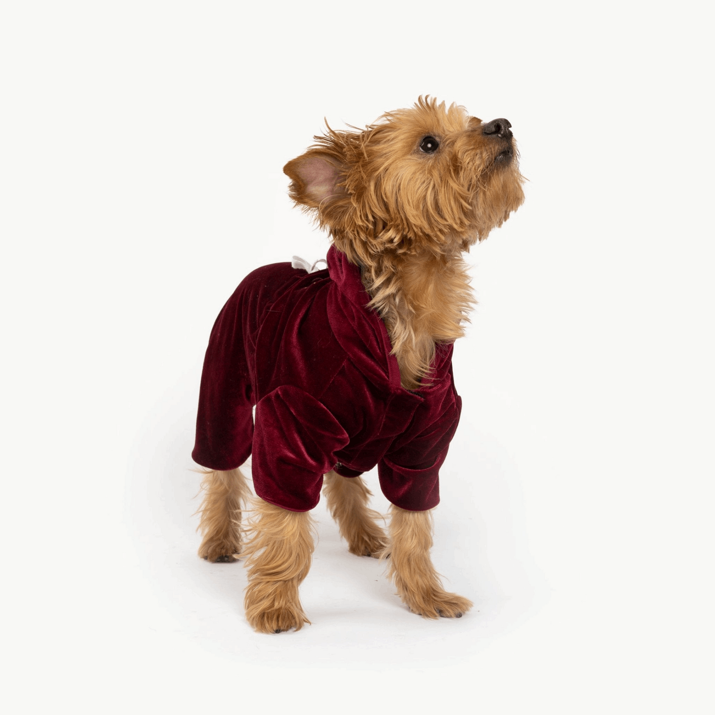 Coco Velour dog pajamas - Wine