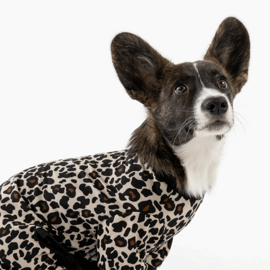 Dog Pajama - Leopard