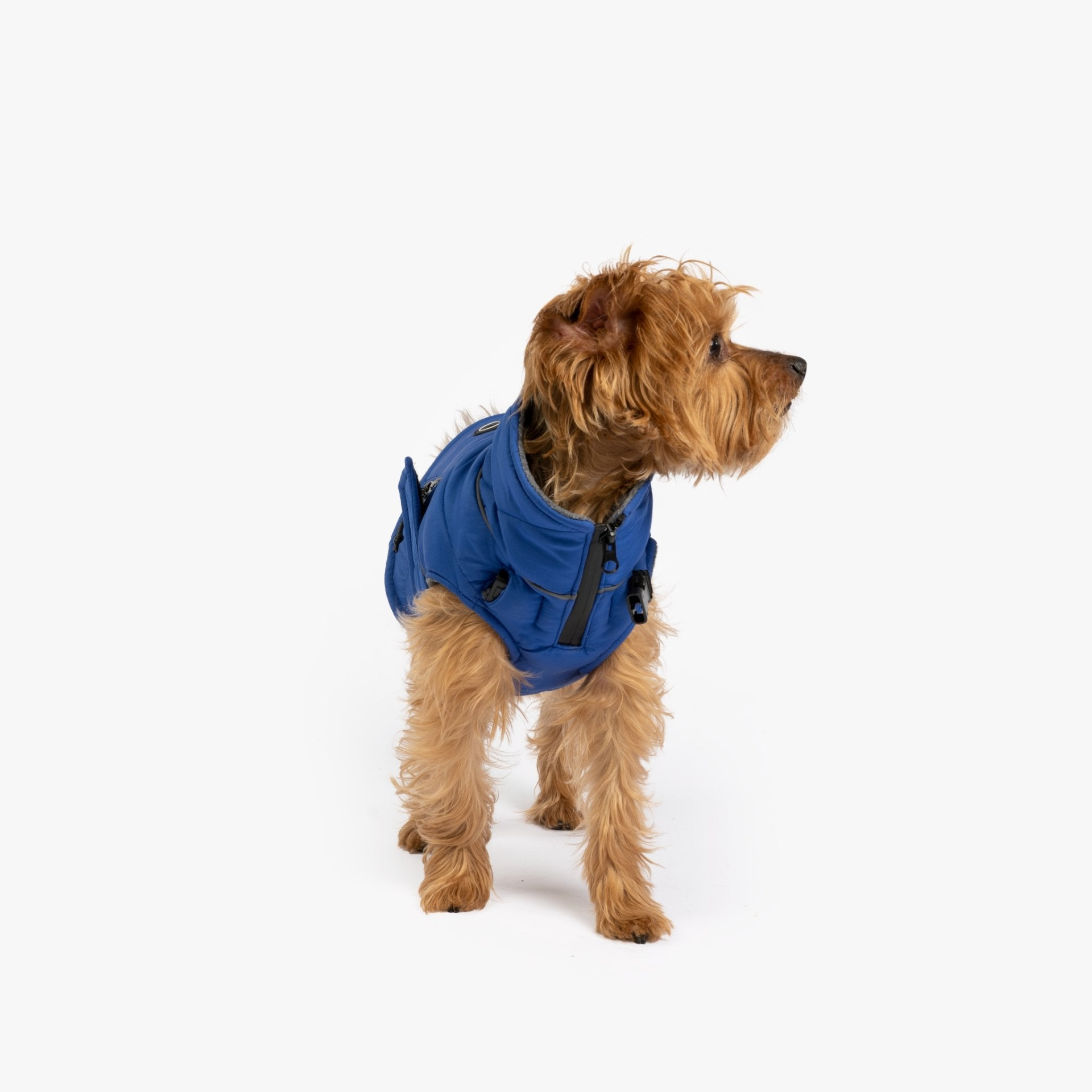 Blue Dog Jacket -harness attachment