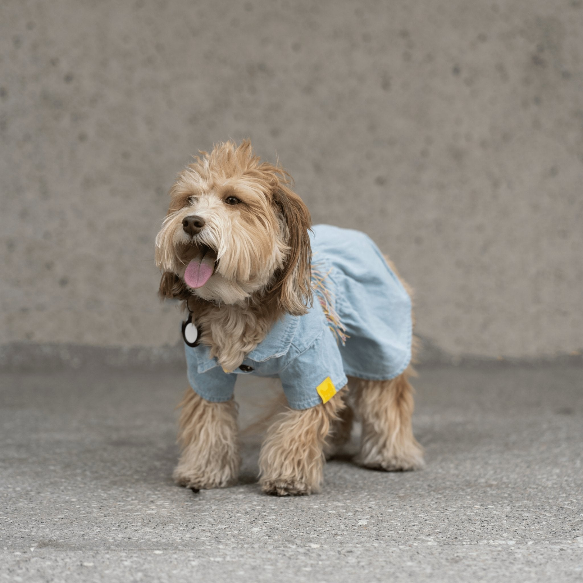 Denim Dog Dress