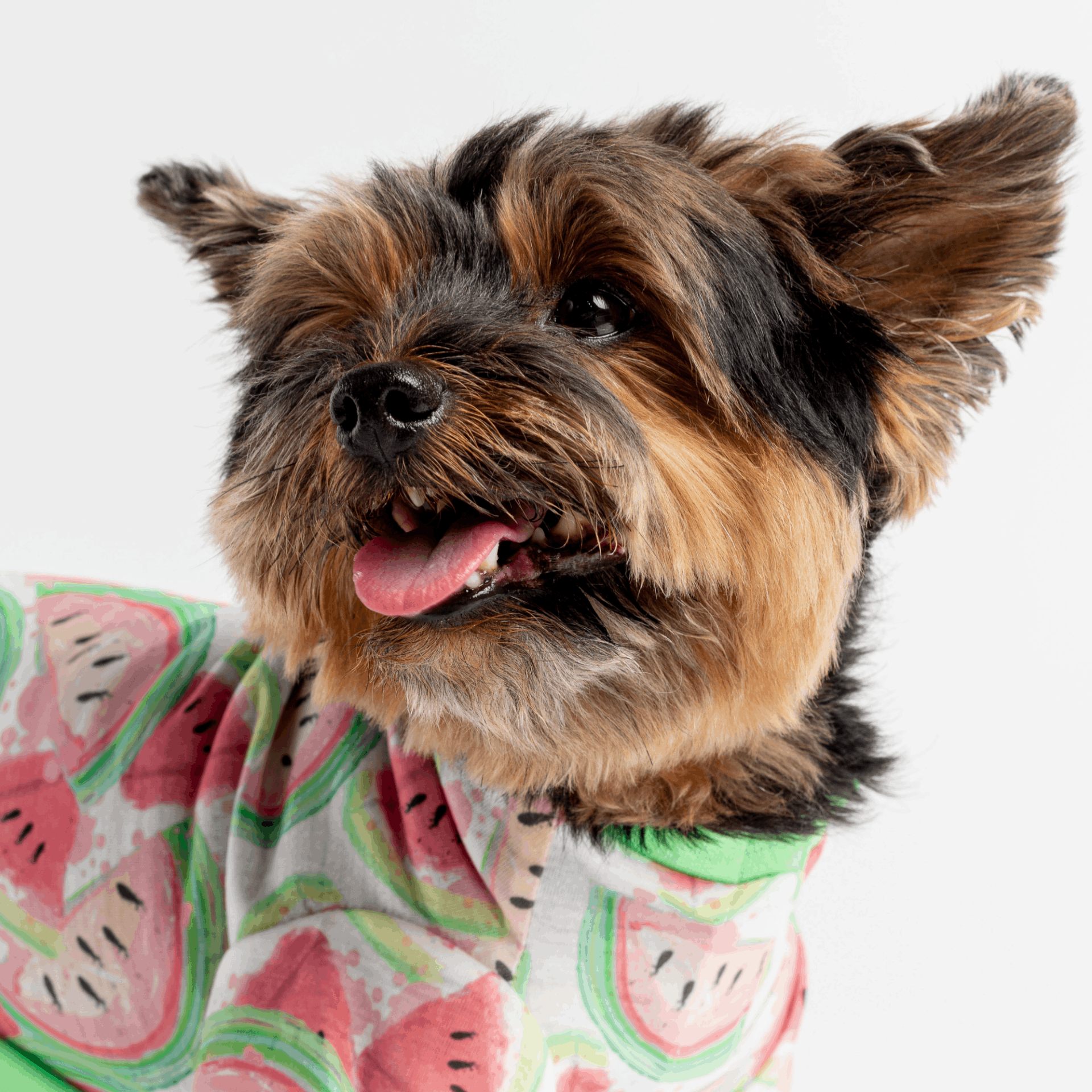 Fruit Dog Pajama - Watermelon