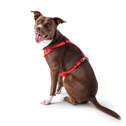 Cosy Pooch Travel Harness - Red