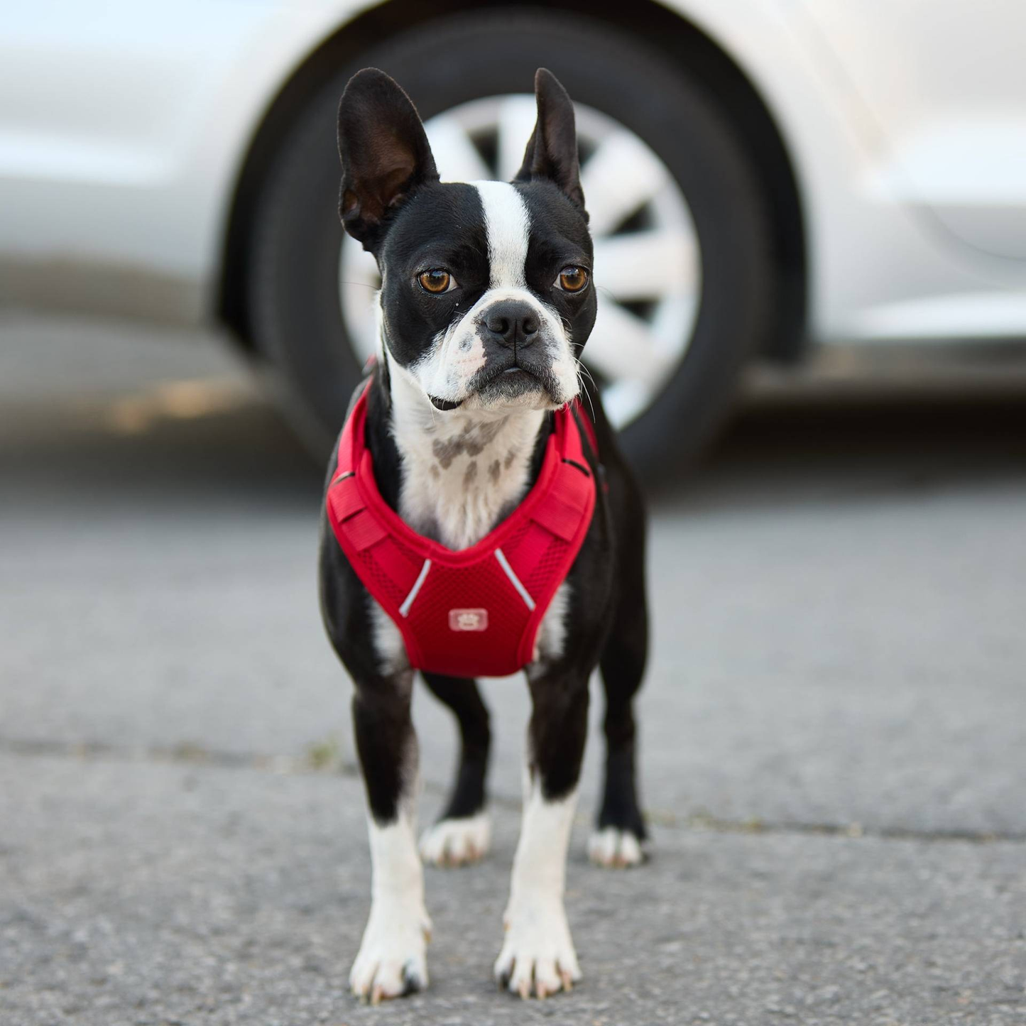 dog swearing a red harness