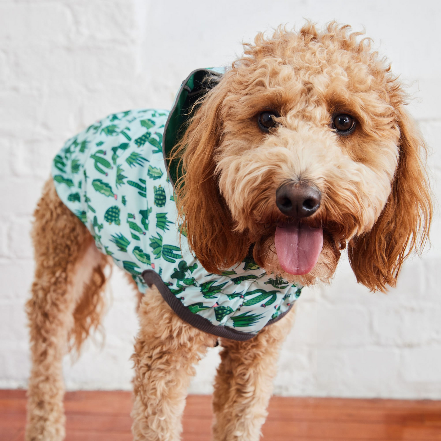 reversible dog raincoat - Green for poodle