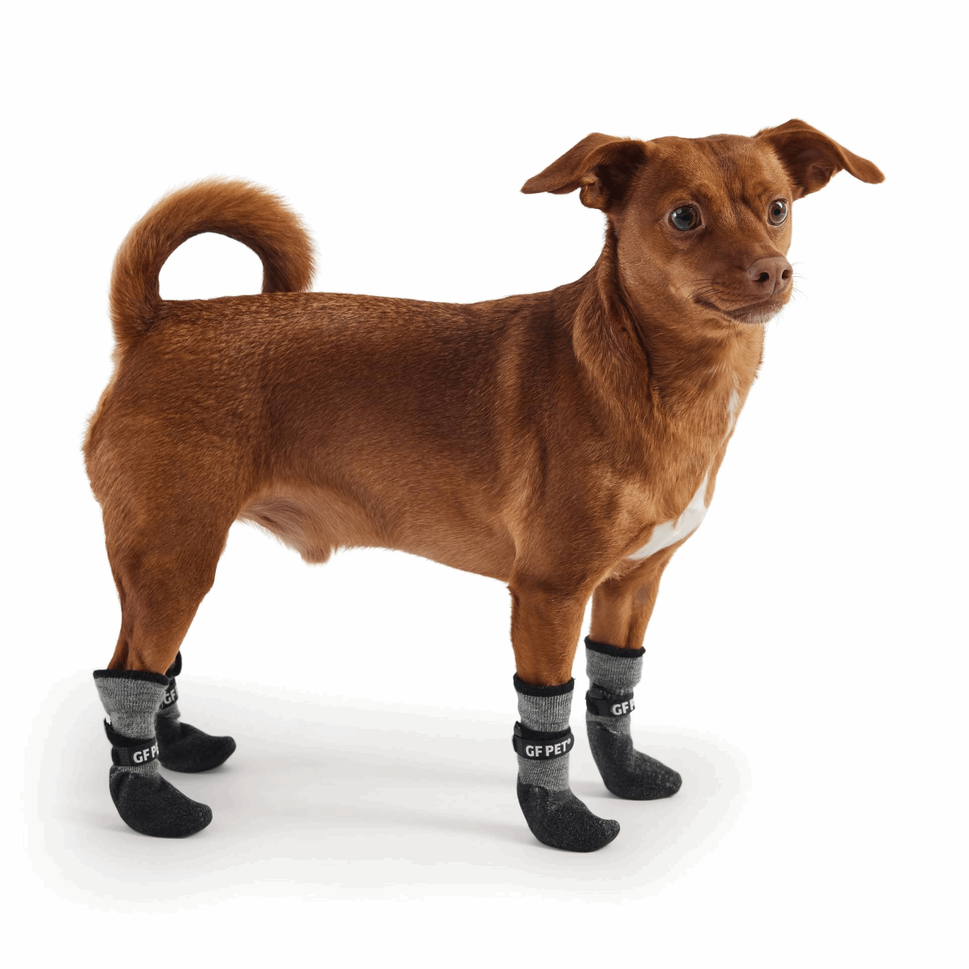 dog rain boots