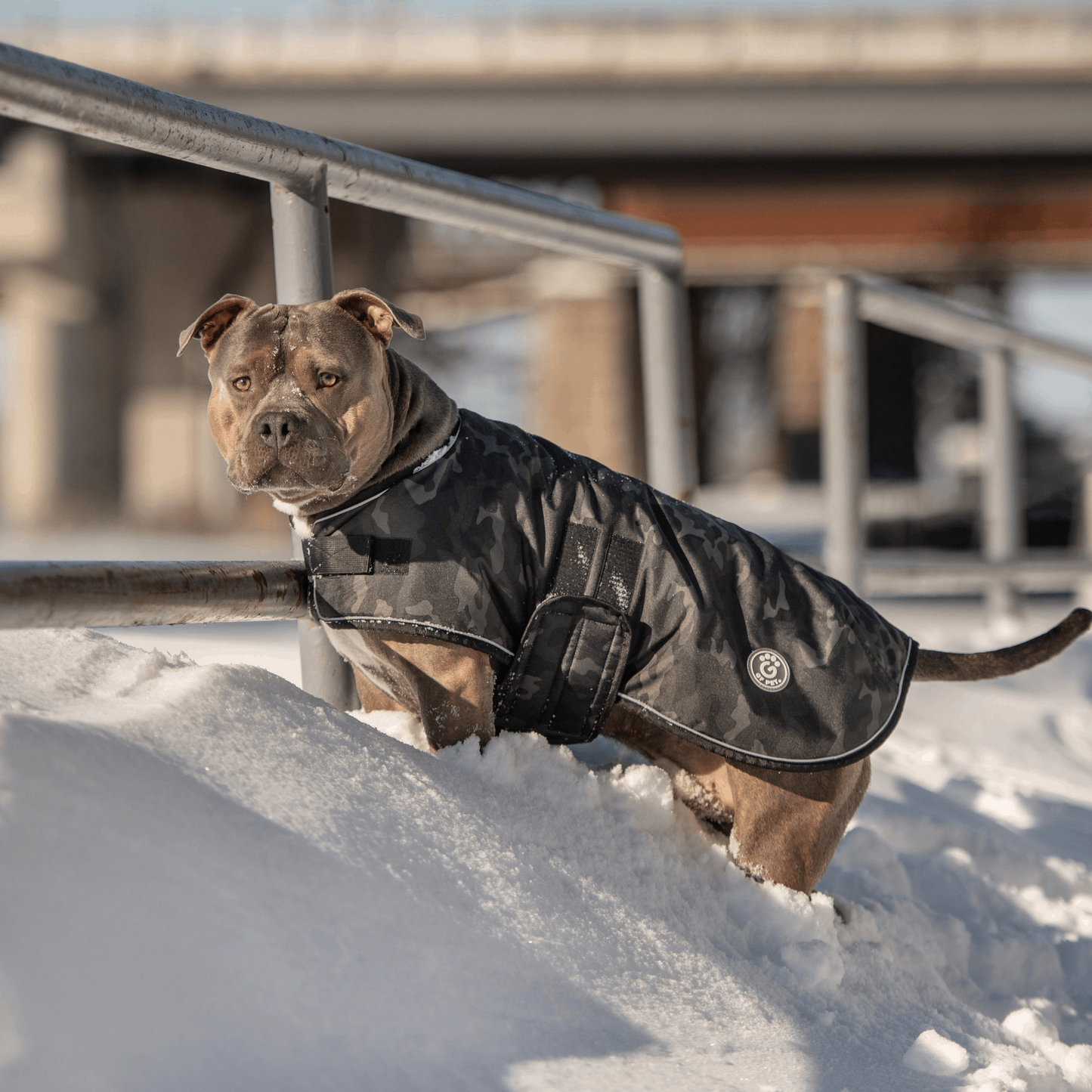 Blanket Dog Jacket - Camo