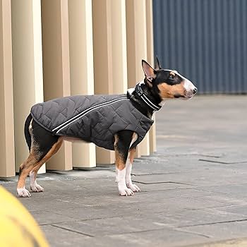 Eco Dog Jacket