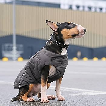 Eco Dog Jacket