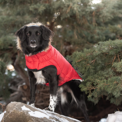 Urban Parka Dog Jacket - Red