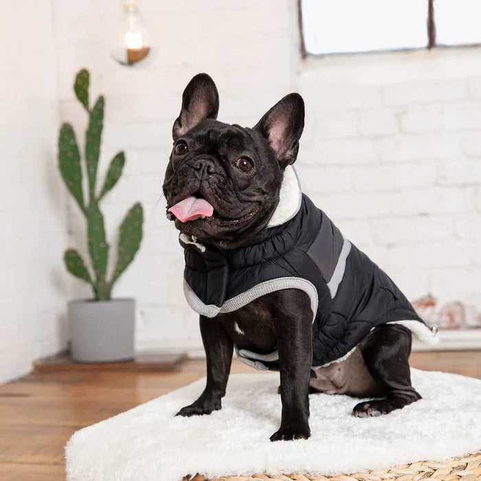 Alpine Dog Jacket - Black